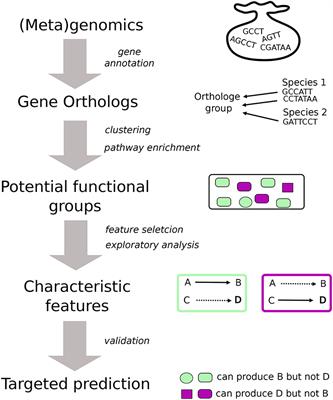 Finding Functional Differences Between Species in a Microbial Community: Case Studies in Wine Fermentation and Kefir Culture